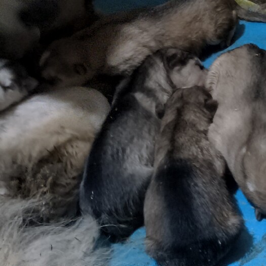 阿拉斯加幼犬8只预订发4月17可抓，全抓价可刀