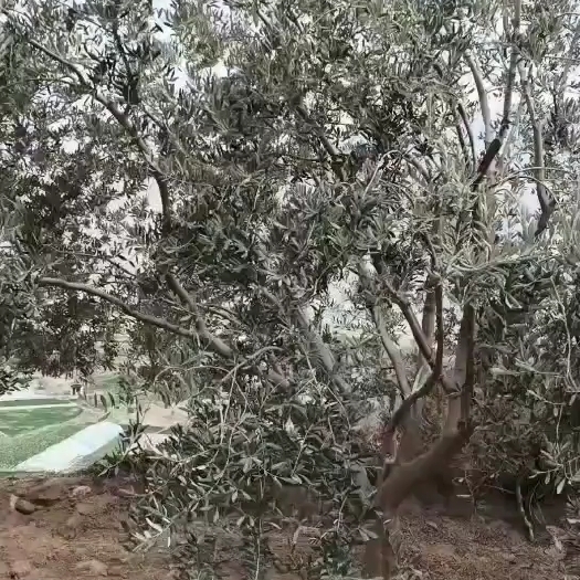陇南油橄榄