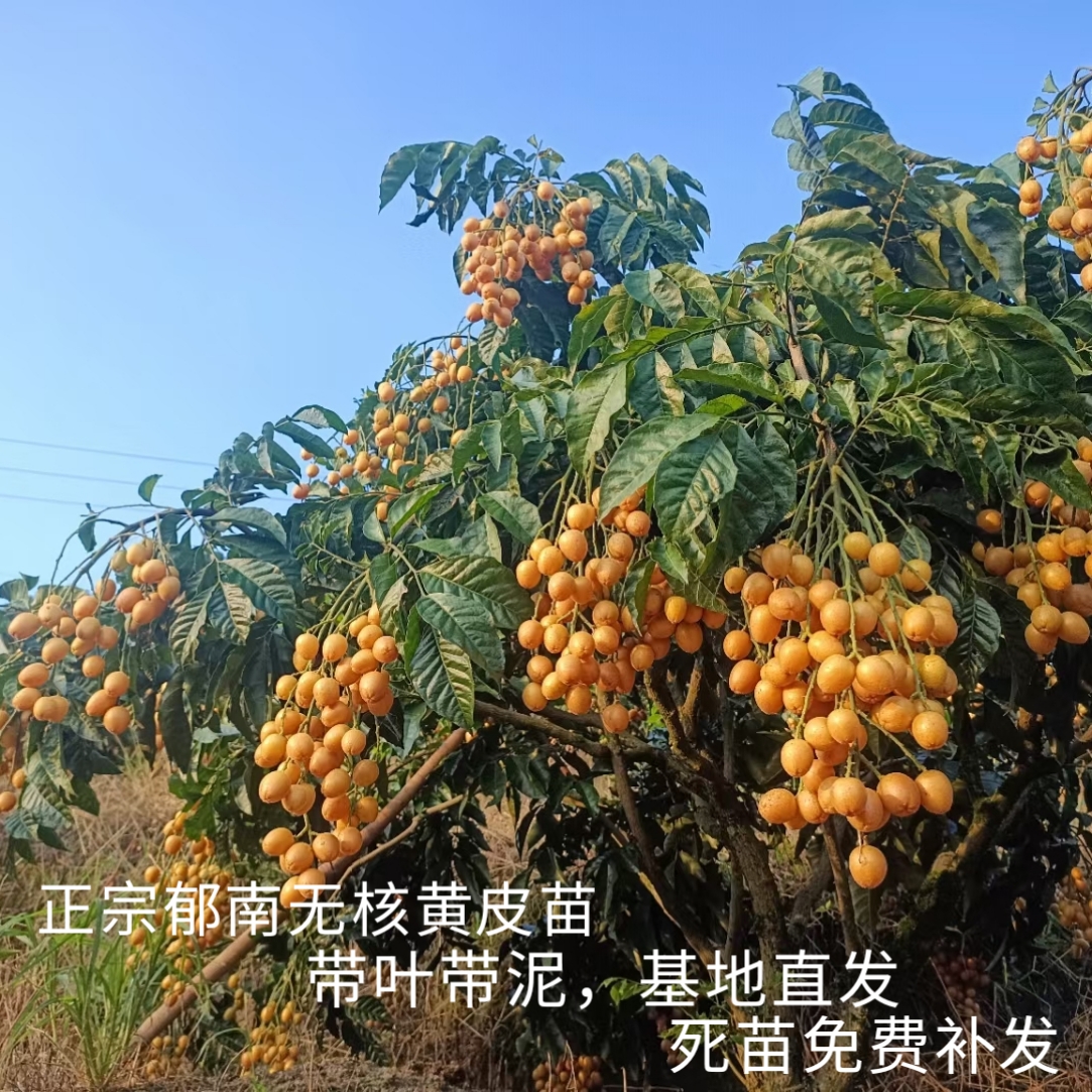 郁南祥哥果苗