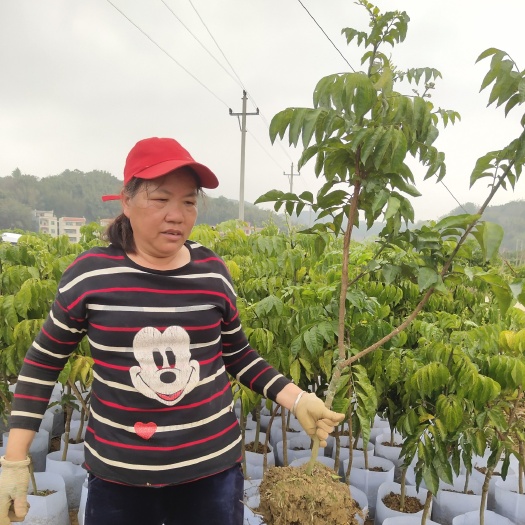 郁南县鸡心黄皮大树苗，无核黄皮大果树，