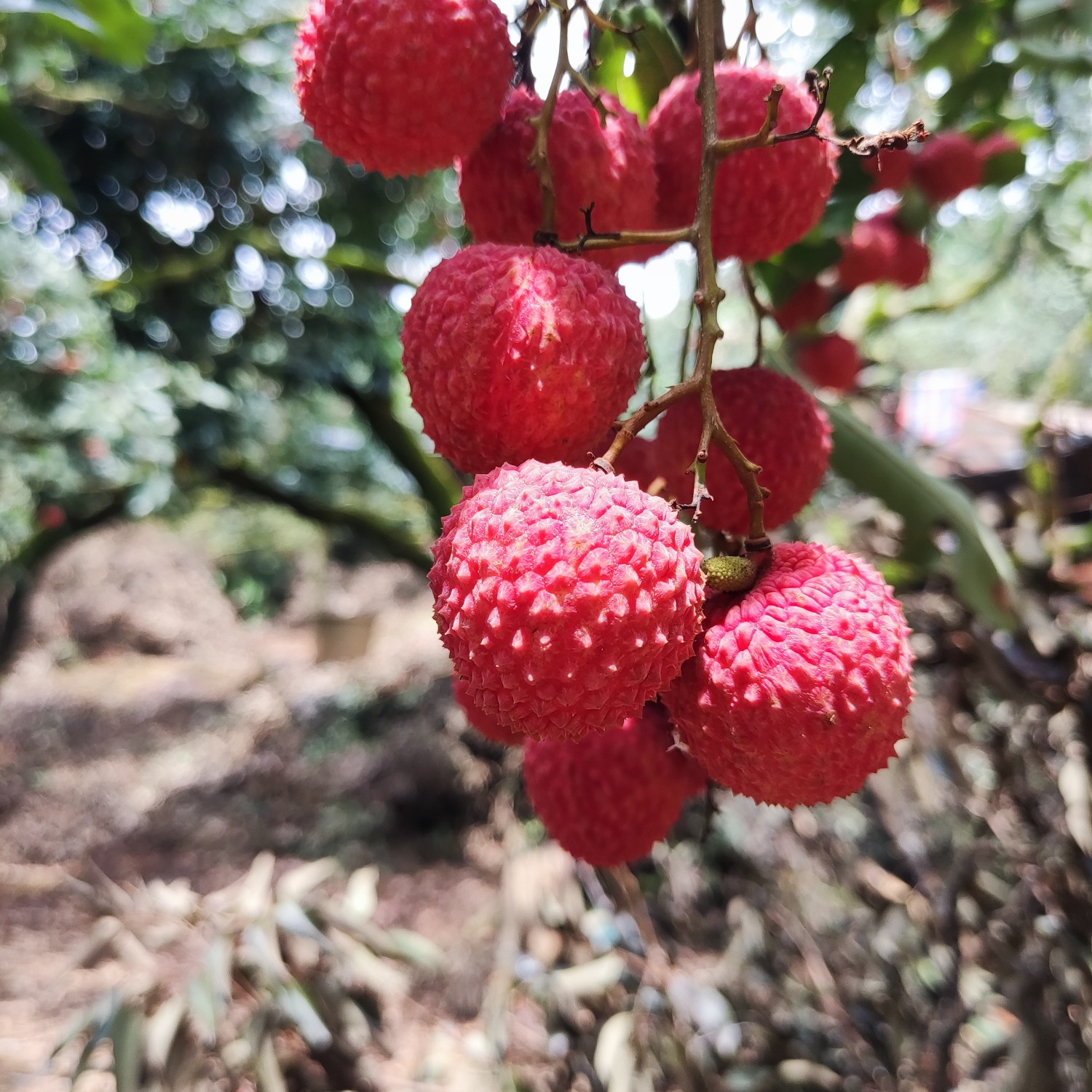 高州荔枝白糖罂荔枝果园直发