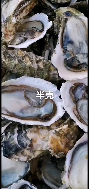 漳浦县漳州生蚝，半壳，全壳生蚝，产地供应