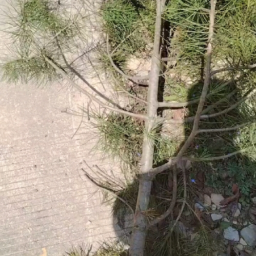 徽县白皮松杯苗21-21杯苗一米五起步