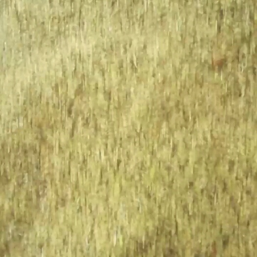 秦皇岛熟黄豆碎
