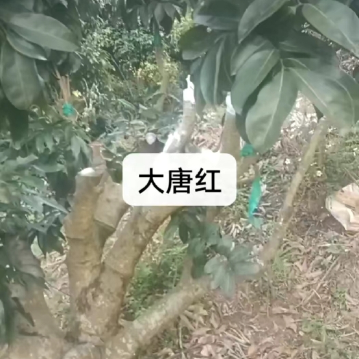 南宁大唐红