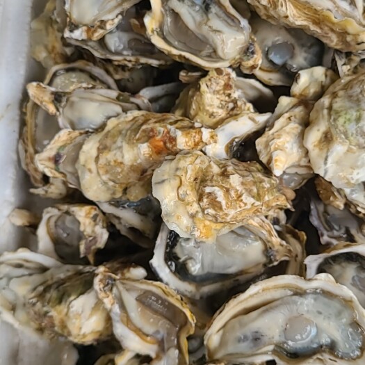 佛山乳山蚝精品货三倍体供应批发市场，餐饮店，地摊，刺身，可烧烤，