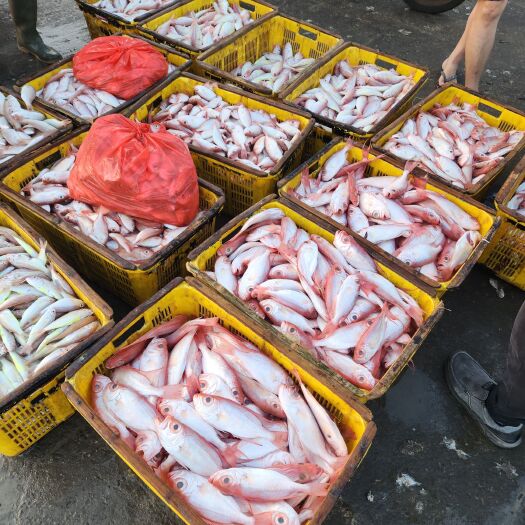 红目鲢 大眼鲷 冷冻水产