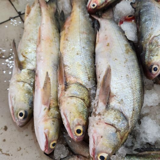 马友鱼 午鱼 水产鲜活速冻