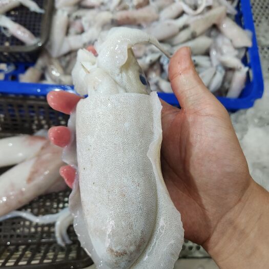 印尼墨鱼 鲜活速冻 全规格
