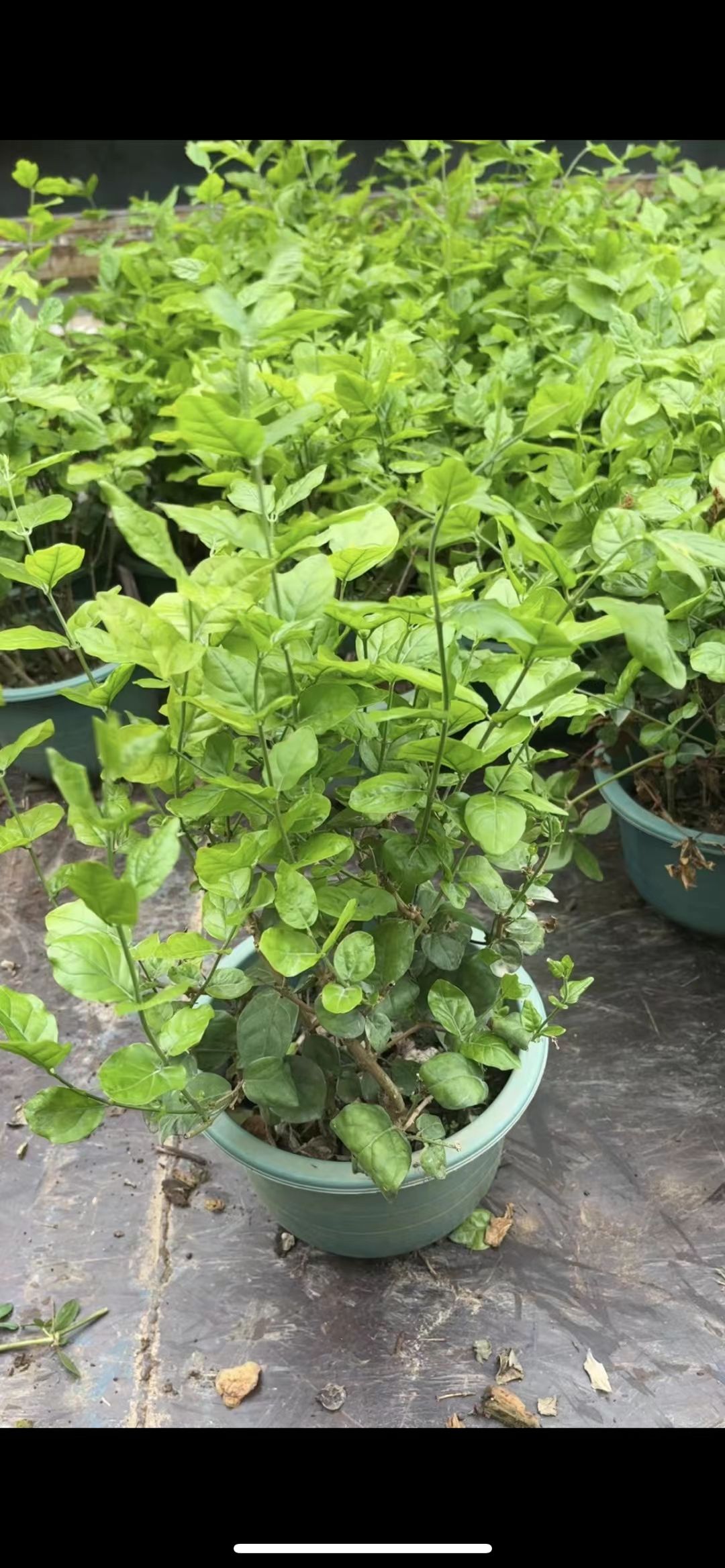 茉莉花盆栽净化空气