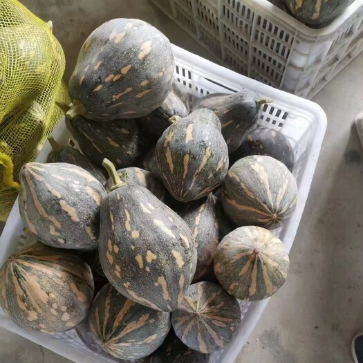 博罗县南瓜苗品种保证，代育加工常年供应！