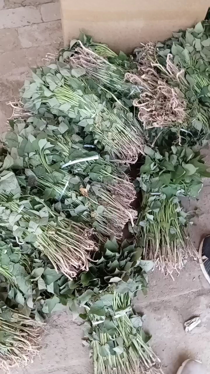 夏津县商薯19红薯苗地瓜苗红薯苗子