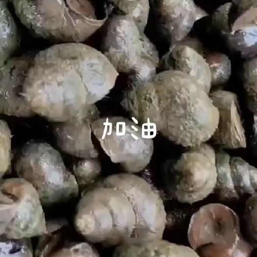 优质田螺，石螺
