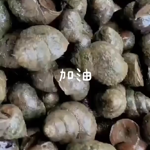 随州优质田螺，石螺