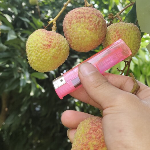 廉江市需要代办包园的老板请联系，果价以当天报价为准