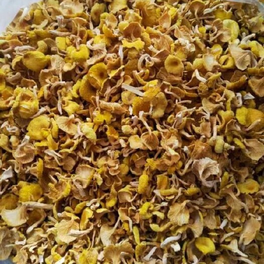 巴彦县鸡油菌精品烘干货