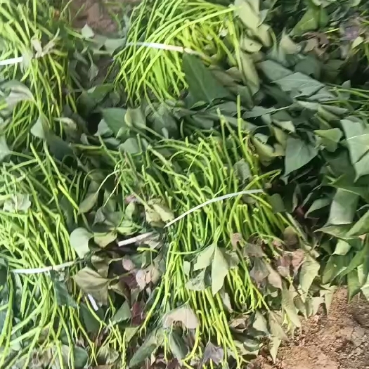 新蔡县西瓜红原种大田苗