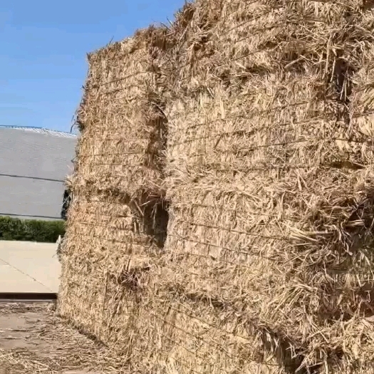 唐山治沙，纸厂芦苇