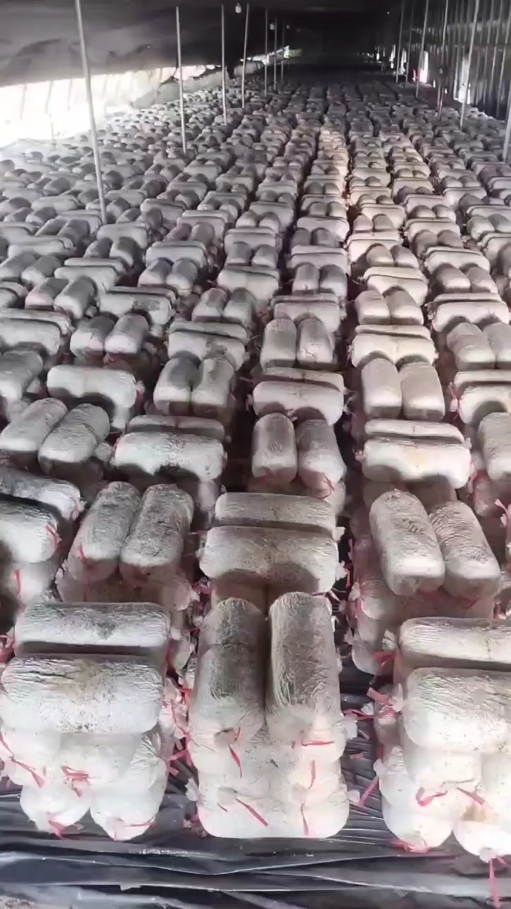 常年出售出菇菌包