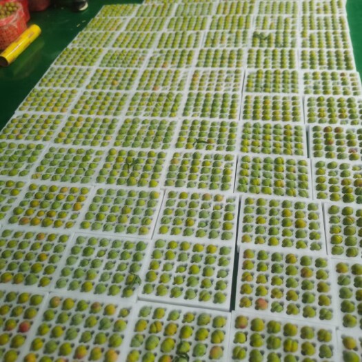镇宁县贵州特产水果批发零售