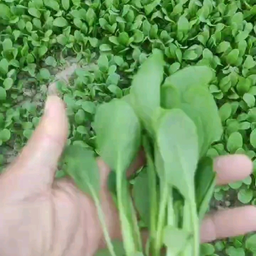 常熟市常熟鸡毛菜基地