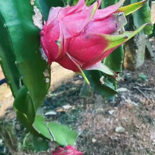 遂溪县红心火龙果