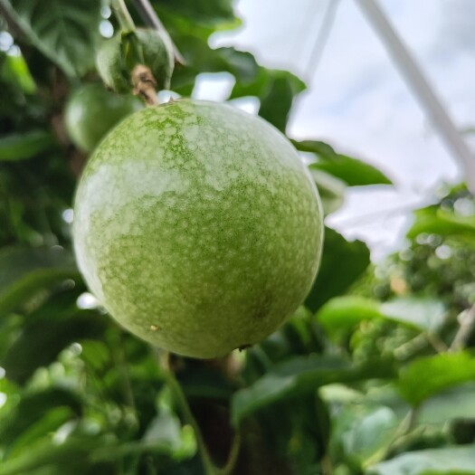 遂溪县百香果