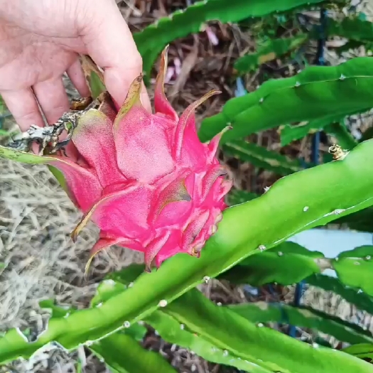 遂溪县火龙果