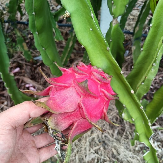 遂溪县火龙果