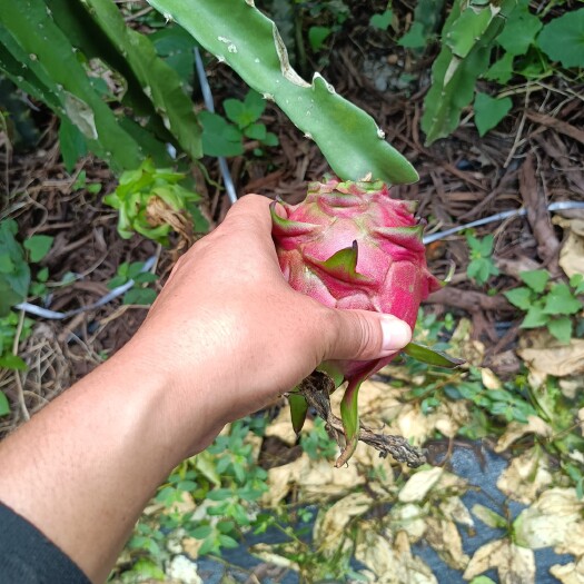 遂溪县火龙果