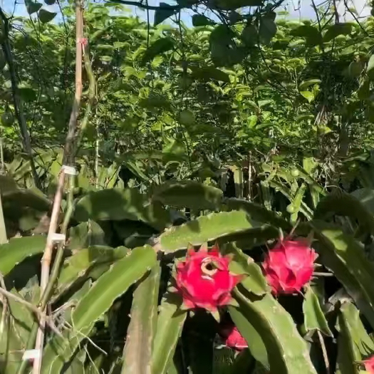遂溪县火龙果