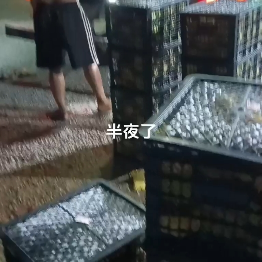 遂溪县火龙果