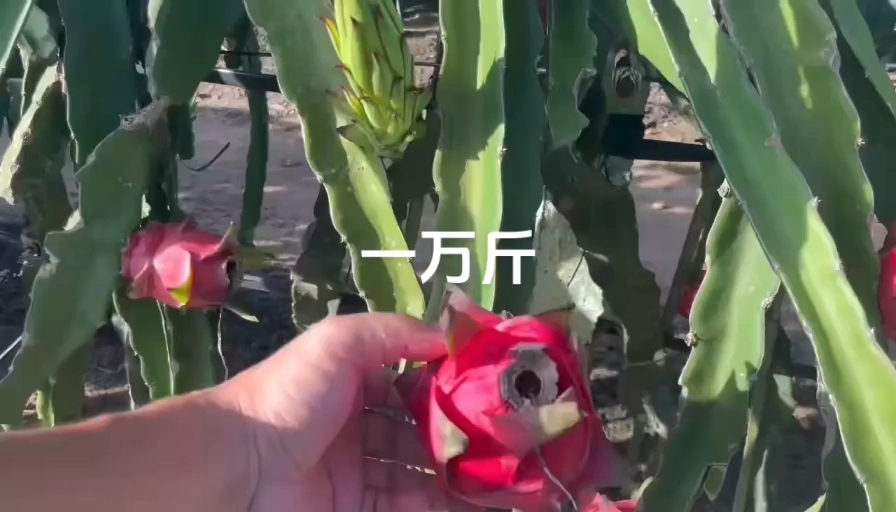 遂溪县火龙果