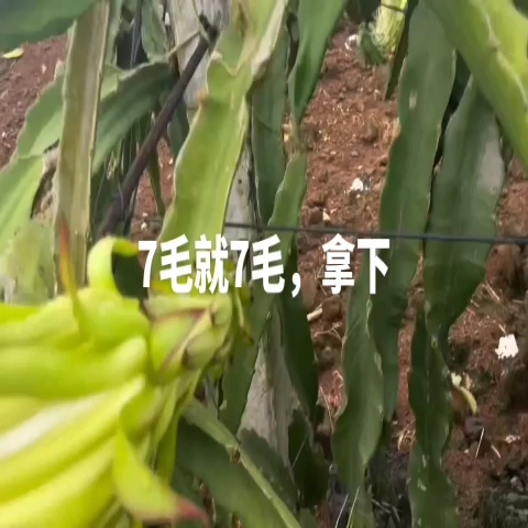 遂溪县火龙果