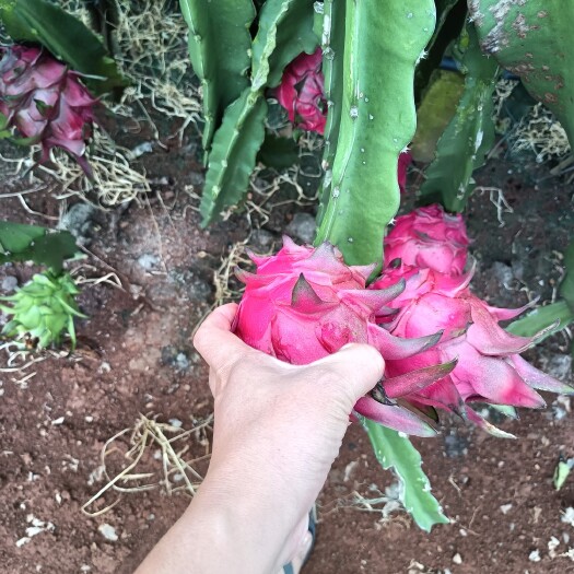 遂溪县火龙果
