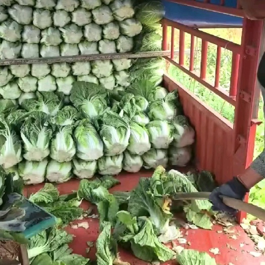 固原白菜