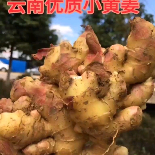 元江县云南优质小黄姜