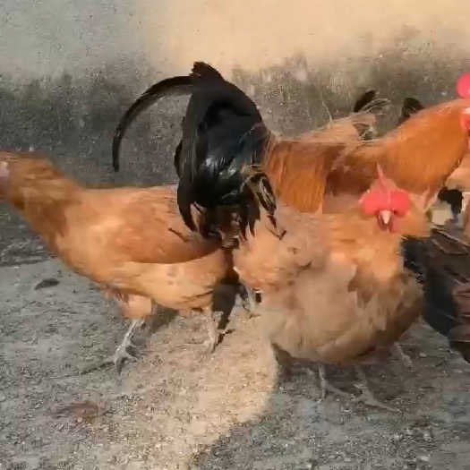 衡阳湖南衡阳孵化场，四季孵化，红羽青脚土鸡苗，厂家直销质量保证