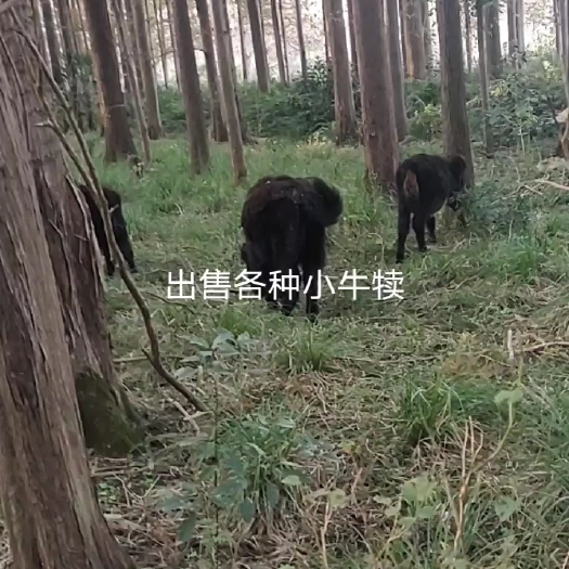天门市树林散养土黄牛