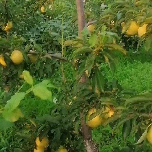 瓦房店市大红袍李子