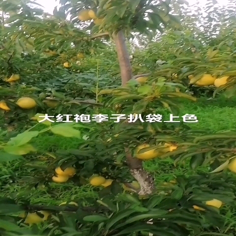 瓦房店市大红袍李子，果个大，香甜多汁