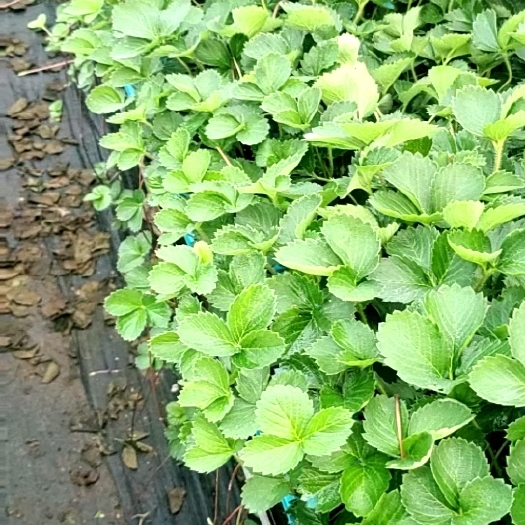 顺平县品种齐全草莓苗黑草莓白草莓红颜都有等