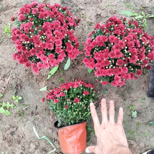 青州市国庆菊