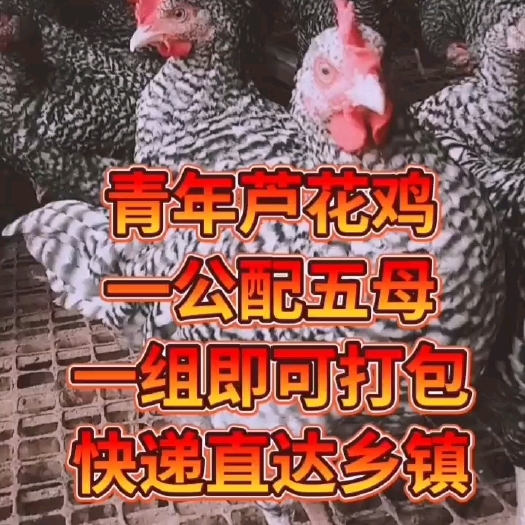 固镇县芦花鸡，产蛋鸡
