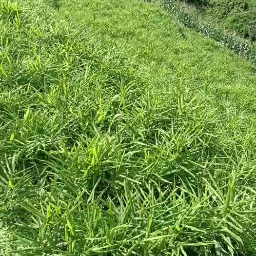 元江县优质小黄姜