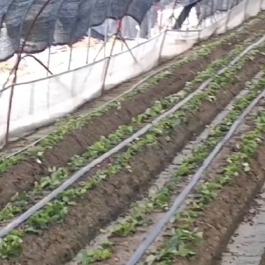 淮安大叶红颜草莓苗，自家育苗使用，现剩下10000颗