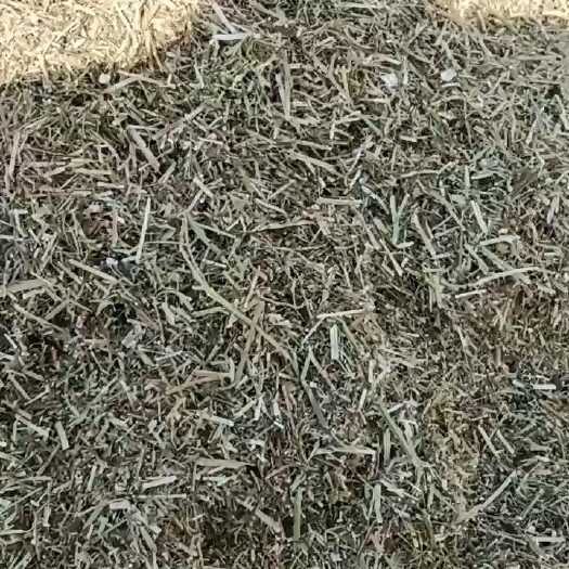 正阳县花生秧