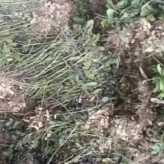 思南县贵州本地小花生