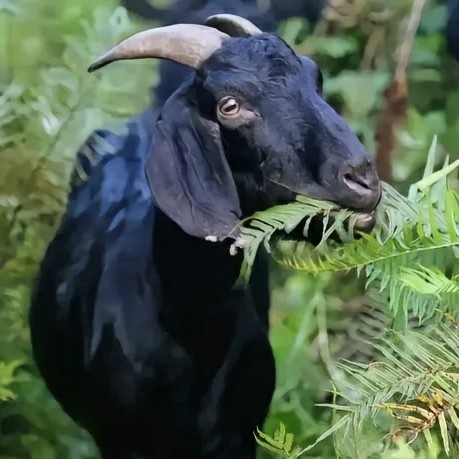 山羊