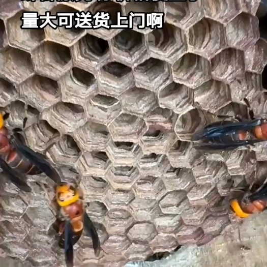 黄平县虎头蜂
